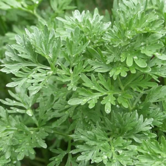 Absinto [Artemisia absinthium]