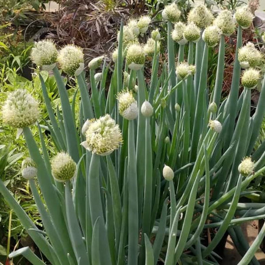 Cebolinha de inverno [Allium fistulosum]