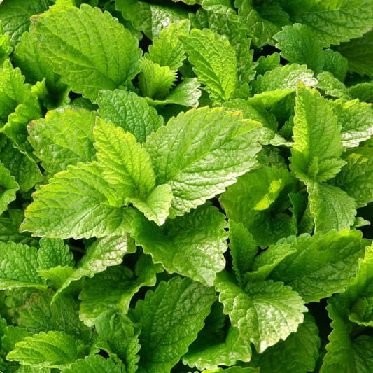 Lemon Balm [Melissa officinalis]