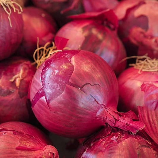 Onion Red Baron [Allium cepa]