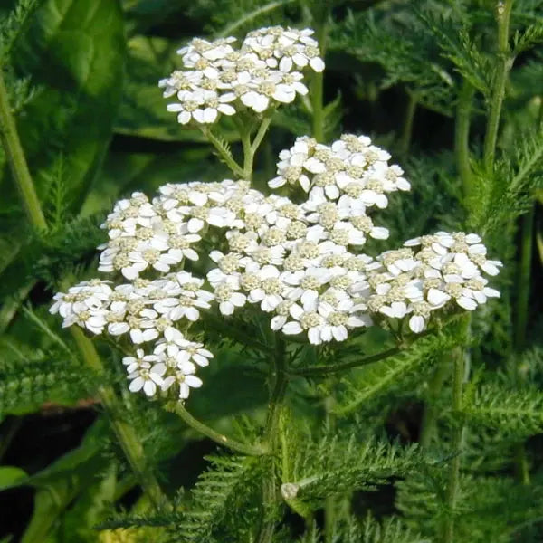 Achillea millefolium, samenfeste Gemeine Schafgarbe. Sichtbar ist eine blühende essbare Wildpflanze mit aufrechten, fein gefiederten, dunkelgrünen Blättern und flachen, weißlichen Blütendolden, die dicht über dem Laub stehen. Die zarte, aromatische Struktur und der robuste Wuchs betonen den traditionellen Charakter dieser heimischen Wild‑ und Heilpflanze. Fotografiert für Benjis Seeds.