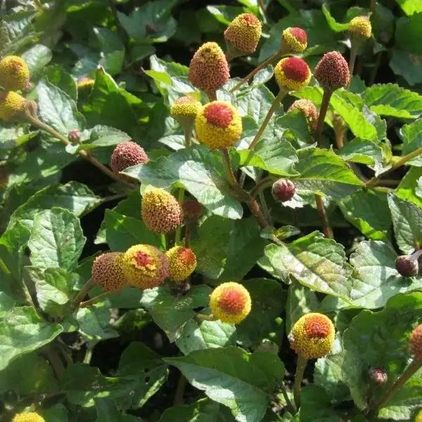 Acmella oleracea, samenfeste Parakresse (Jambú). Sichtbar ist eine blühende Pflanze in Nahaufnahme mit aufrechten, verzweigten Stängeln und den typischen, leicht fleischigen, lebhaft grünen Blättern. Die auffälligen gelb‑roten Blütenköpfchen stehen einzeln auf kurzen Stielen und betonen den charakteristischen, intensiv prickelnden Geschmack dieser traditionellen Würz‑ und Heilpflanze aus dem Amazonasgebiet. Fotografiert für Benjis Seeds.