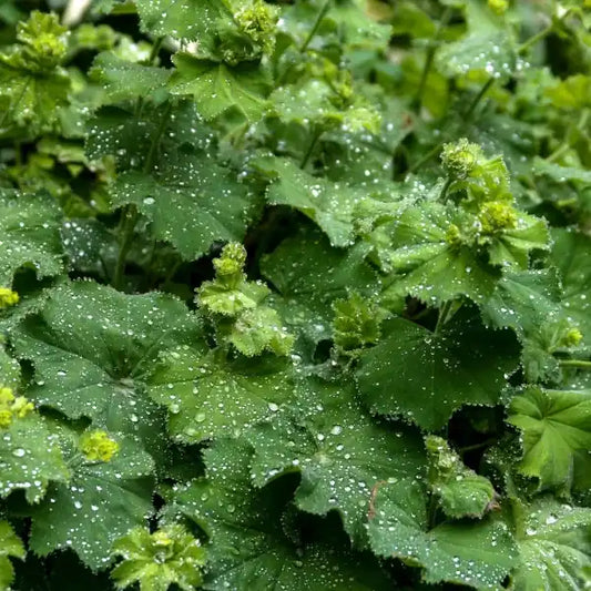 Alchemilla xanthochlora, samenfester Frauenmantel. Gezeigt wird ein dichter Blattteppich mit weich behaarten Polstern aus gerundeten, gefalteten grünen Blättern, die in ihrer Mitte Tautropfen sammeln. Darüber stehen luftige Büschel aus kleinen gelbgrünen Blüten über dem Laub, fotografiert für Benjis Seeds.