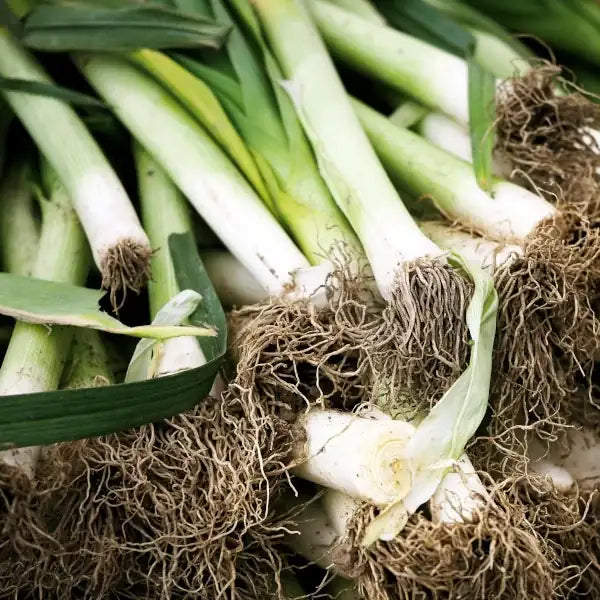 Allium ampeloprasum var. porrum 'Fantic', samenfester Lauch (Porree). Sichtbar sind geerntete Stangen mit gut erkennbaren, langen weißen Schäften, den sattgrünen, flach auslaufenden Blättern sowie den frischen, faserreichen Wurzeln. Die klare Struktur aus Schaft, Blatt und Wurzel betont den milden, aromatischen Charakter dieser traditionellen, besonders kräftigen Sorte. Fotografiert für Benjis Seeds.