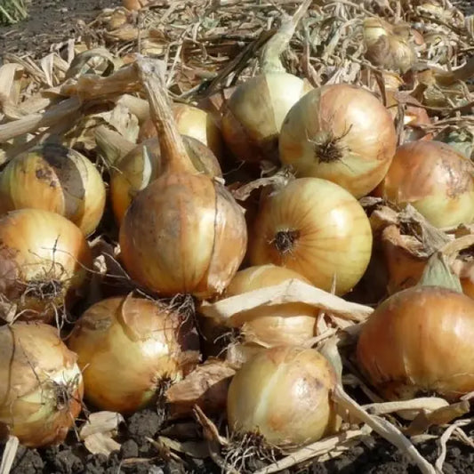 Allium cepa 'Ailsa Craig', samenfeste Zwiebel. Sichtbar sind geerntete, groß gewachsene Zwiebeln mit gleichmäßig rund‑ovaler Form, goldgelber bis bronzefarbener Schale und fest anliegenden, trockenen Hüllblättern. Die kräftige, leicht glänzende Oberfläche und die typische Sortengröße betonen den milden, aromatischen Charakter dieser traditionellen, besonders lagerfähigen Sorte. Fotografiert für Benjis Seeds.
