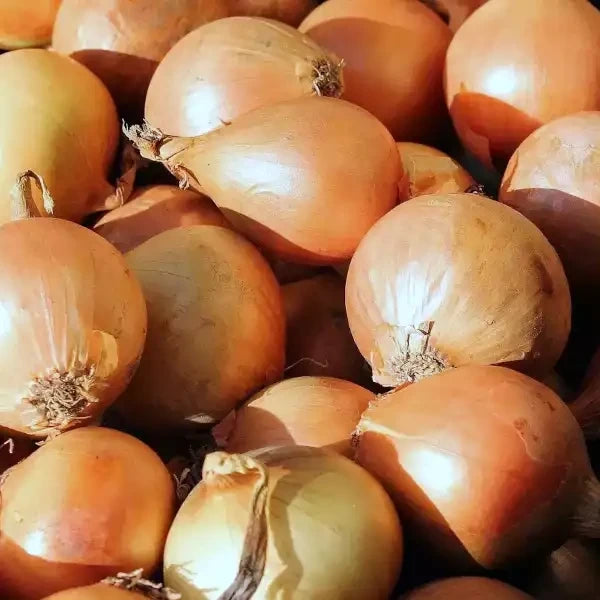 Allium cepa 'Všetana', samenfeste Zwiebel. Sichtbar sind geerntete, groß gewachsene Zwiebeln mit gleichmäßig rund‑ovaler Form, hellgelber bis bronzefarbener Schale und fest anliegenden, trockenen Hüllblättern. Die glatte, leicht glänzende Oberfläche und die typische Sortengröße betonen den milden, aromatischen Charakter dieser traditionellen, gut lagerfähigen Sorte. Fotografiert für Benjis Seeds.