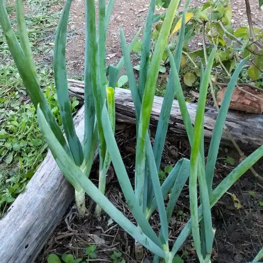 Allium fistulosum, samenfeste Frühlingszwiebel. Gezeigt werden mehrere schlanke, reinweiße Schäfte mit aufrechten, hohlen blau-grünen Blättern. Fotografiert für Benjis Seeds.
