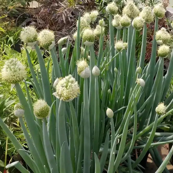 Allium fistulosum, samenfeste Winterheckenzwiebel. Sichtbar sind blühende Pflanzen auf einem Beet, mit aufrechten, röhrenförmigen, sattgrünen Blättern und den typischen kugeligen, weißlich‑grünen Blütenständen. Die gleichmäßige Reihenstruktur und die frische Blüte betonen den milden, aromatischen und robusten Charakter dieser traditionellen, mehrjährigen Lauchart. Fotografiert für Benjis Seeds.
