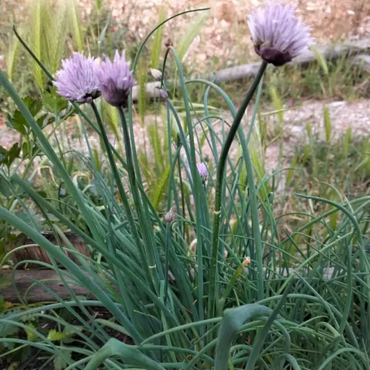 Allium schoenoprasum, samenfester Schnittlauch. Sichtbar ist eine einzelne blühende Pflanze in Nahaufnahme mit aufrechten, röhrenförmigen, sattgrünen Blättern und einem kugeligen, zart violett gefärbten Blütenstand. Die feine Struktur der Blüte und das frische Laub betonen den milden, aromatischen Charakter dieser traditionellen, mehrjährigen Lauchart. Fotografiert für Benjis Seeds.