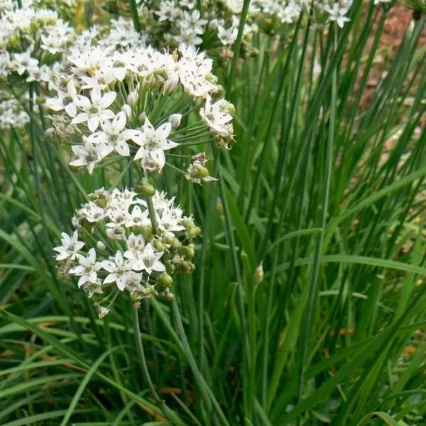 Allium tuberosum, samenfester Schnittknoblauch. In Nahaufnahme ist eine blühende Pflanze sichtbar, wobei die kugelige, weißlichen Blüten mit schwarzen Akzenten und sternartigen Blütenblättern klar im Vordergrund stehen. Dahinter heben sich die aufrechten, flacheren, sattgrünen Blätter ab, deren feine Linienstruktur den milden, aromatischen Knoblauch-Charakter dieser traditionellen Lauchart unterstreicht. Fotografiert für Benjis Seeds.