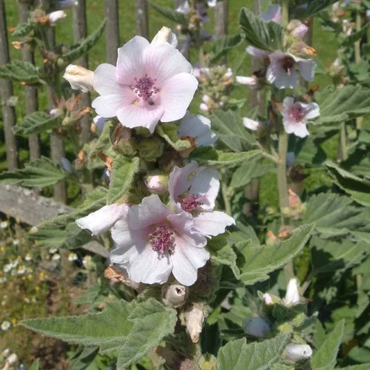 Althaea officinalis, samenfester Echter Eibisch. Gezeigt werden hohe, weich behaarte graugrüne Stängel mit breiten und spitzzulaufenden, samtigen Blättern und mehreren blassrosa bis weißlichen fünfzähligen Blüten. Fotografiert für Benjis Seeds.