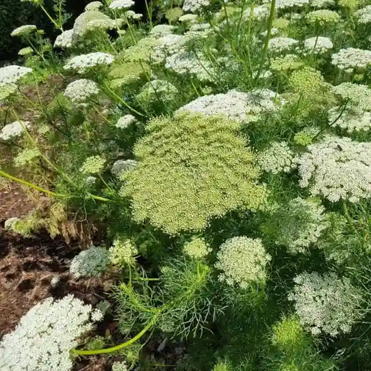 Ammi visnaga – open‑pollinated Bischofskraut shown as a tall, airy umbellifer with finely divided, bright‑green foliage and dense, rounded white umbels held on strong stems, photographed for Benjis Seeds.