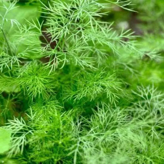 Anethum graveolens, samenfester Dill. Gezeigt wird eine Nahaufnahme einer Pflanze mit klassisch feinen grünen und gefiederten Blättern. Fotografiert für Benjis Seeds.