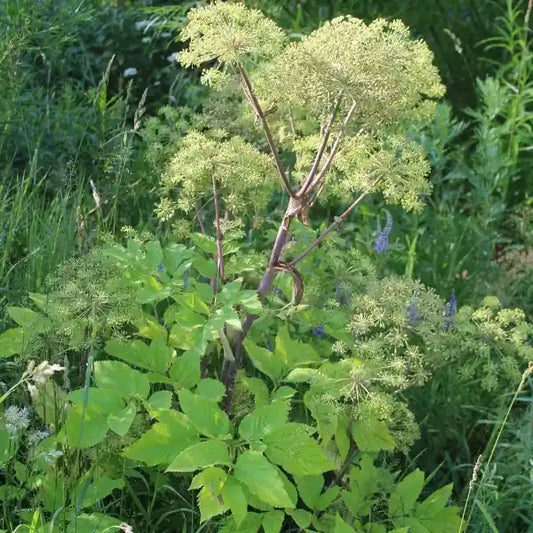 Angelica archangelica, samenfeste Engelwurz. Gezeigt wird eine Pflanze mit großen, hellgrünen gefiederten Blättern. Aus diesen wachsen hohe, rötliche, robuste hohle Stängel mit mehreren kugeligen Dolden aus blass grünlich‑weißen Blüten. Fotografiert für Benjis Seeds.