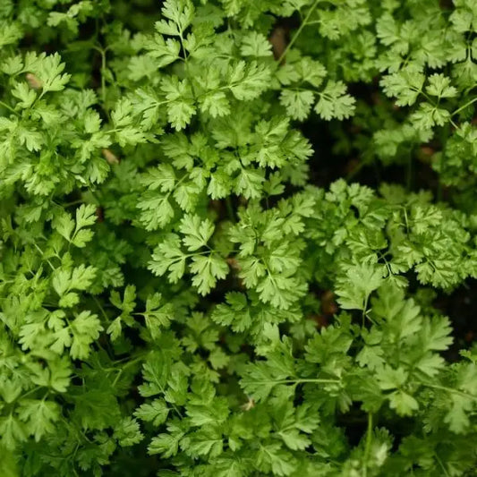 Anthriscus cerefolium, samenfester Echter Kerbel. In Nahaufnahme sind die fein gefiederten, zart hellgrünen Blätter sichtbar mit ihrer charakteristisch weichen, fast filigranen Struktur. Die klar erkennbaren Blattsegmente und der frische Farbton betonen den milden, aromatischen Charakter dieser traditionellen Würz‑ und Heilpflanze. Fotografiert für Benjis Seeds.