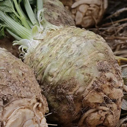 Apium graveolens var. rapaceum 'Monarch', samenfester Knollensellerie. In der Aufnahme sind geerntete Wurzeln sichtbar, die auf weiteren Knollen präsentiert werden. Die hellen, leicht gerillten Oberflächen, die kräftigen Wurzelansätze und die kompakte, rundliche Form betonen den robusten und mild‑würzigen Charakter dieser traditionellen, besonders lagerfähigen Sorte. Fotografiert für Benjis Seeds.