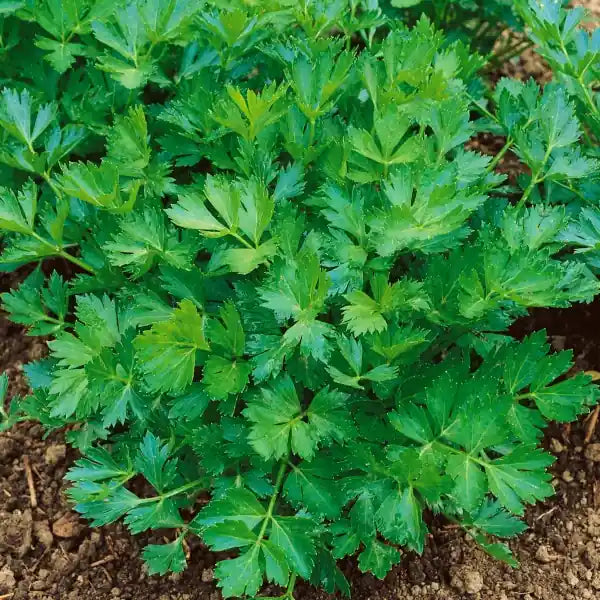 Apium graveolens var. secalinum 'Gewöhnlicher Schnitt', samenfester Schnittsellerie. In der Aufnahme ist eine ganze Pflanze sichtbar, deren feingliedrige, sattgrüne Blätter und die schlanken, aromatischen Stiele den würzigen, frischen Charakter dieser traditionellen Schnittform betonen. Die lockere, buschige Wuchsform und das klar erkennbare, zarte Laub unterstreichen die Eignung dieser Sorte für den fortlaufenden Schnitt. Fotografiert für Benjis Seeds.