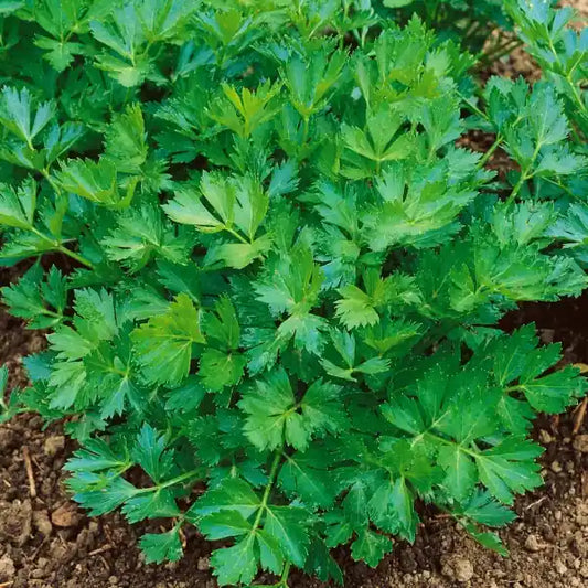 Apium graveolens var. secalinum 'Gewöhnlicher Schnitt', samenfester Schnittsellerie. In der Aufnahme ist eine ganze Pflanze sichtbar, deren feingliedrige, sattgrüne Blätter und die schlanken, aromatischen Stiele den würzigen, frischen Charakter dieser traditionellen Schnittform betonen. Die lockere, buschige Wuchsform und das klar erkennbare, zarte Laub unterstreichen die Eignung dieser Sorte für den fortlaufenden Schnitt. Fotografiert für Benjis Seeds.