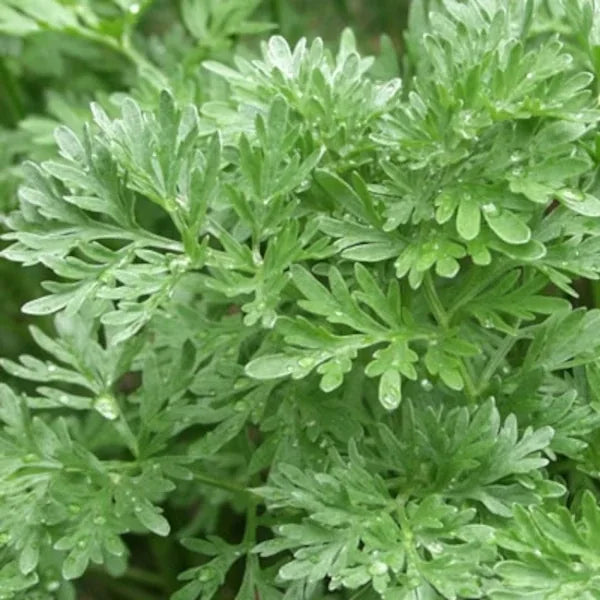 Artemisia absinthium, samenfester Wermut. Zu sehen ist eine ganze Pflanze mit silbrig‑grauen, tief eingeschnittenen Blättern und fein verzweigten, aufrechten Trieben. Die matte Oberfläche und die buschige, leicht strauchige Form unterstreichen den aromatisch‑herben Charakter dieser historischen Heil‑ und Gewürzpflanze. Fotografiert für Benjis Seeds.