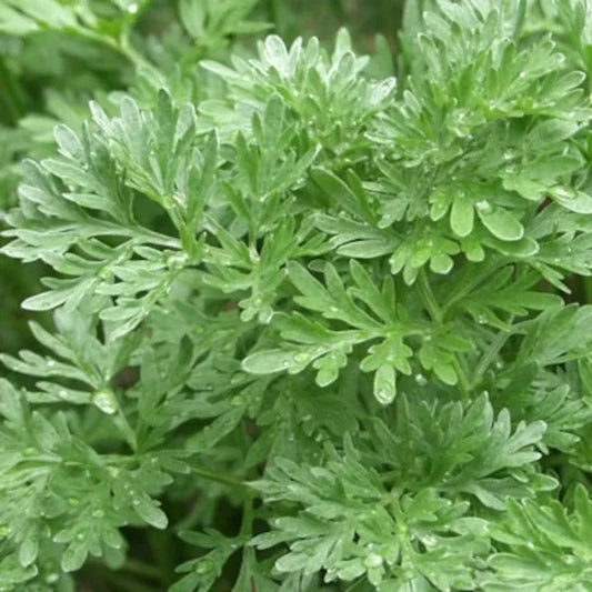 Artemisia absinthium, samenfester Wermut. Zu sehen ist eine ganze Pflanze mit silbrig‑grauen, tief eingeschnittenen Blättern und fein verzweigten, aufrechten Trieben. Die matte Oberfläche und die buschige, leicht strauchige Form unterstreichen den aromatisch‑herben Charakter dieser historischen Heil‑ und Gewürzpflanze. Fotografiert für Benjis Seeds.