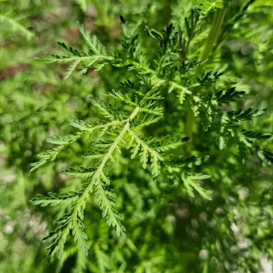 Artemisia annua, samenfester Einjähriger Beifuß. Gezeigt wird eine Nahaufnahme eines Blattes mit fein gefiederten, hellgrünen Segmenten. Fotografiert für Benjis Seeds.