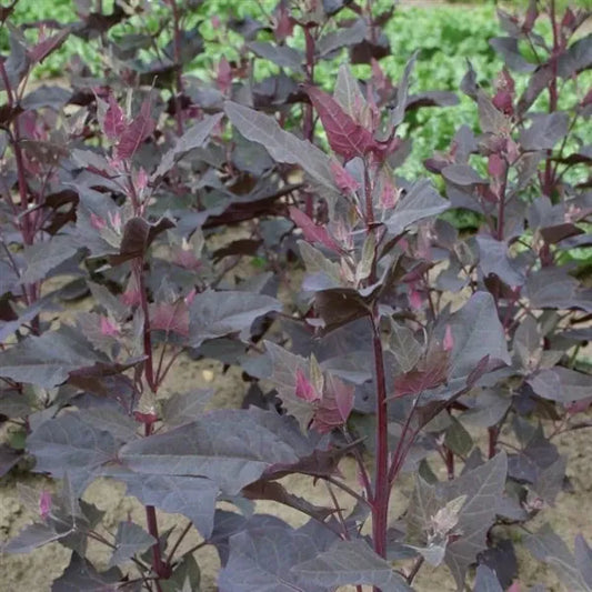 Atriplex hortensis var. rubra, samenfeste Rote Gartenmelde. Zu sehen sind mehrere Pflanzen mit aufrechten Trieben und großen, dreieckigen bis leicht herzförmigen Blättern in kräftigem Dunkelrot. Die dichte Blattmasse und die gleichmäßige Gruppenstellung zeigen den typischen Wuchs dieser historischen Garten‑ und Gemüsepflanze. Fotografiert für Benjis Seeds.