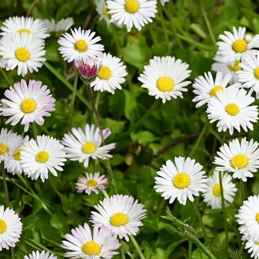 Bellis perennis, samenfestes wildes Gänseblümchen. Gezeigt werden mehrere vollständig geöffnete Blüten mit weißen Zungenblüten, typischen rosa Akzenten und einer gelben Mitte. Getragen von einem aufrechten Stängel über einer niedrigen, grundständigen Rosette aus grünen Blättern. Fotografiert für Benjis Seeds.