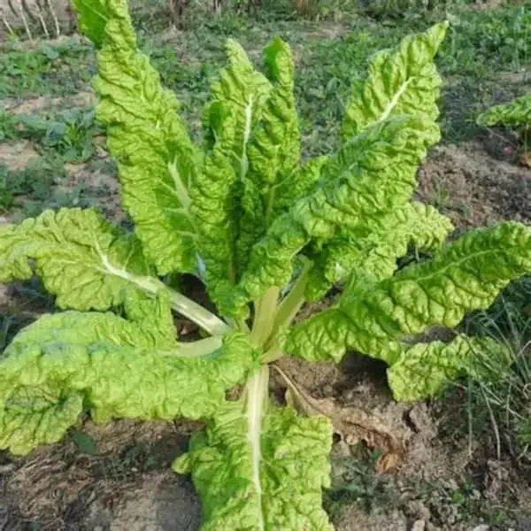 Beta vulgaris, samenfester Mangold 'Lucullus'. Zu sehen ist eine einzelne Pflanze mit breiten, hellgrünen Blättern und kräftigen, weißlichen Blattstielen. Die leicht gewellten Blattflächen und der aufrechte, kompakte Wuchs zeigen den typischen Aufbau dieser historischen Mangold‑Gemüsepflanze. Fotografiert für Benjis Seeds.