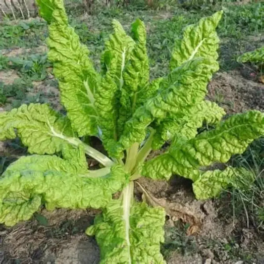 Beta vulgaris, samenfester Mangold 'Lucullus'. Zu sehen ist eine einzelne Pflanze mit breiten, hellgrünen Blättern und kräftigen, weißlichen Blattstielen. Die leicht gewellten Blattflächen und der aufrechte, kompakte Wuchs zeigen den typischen Aufbau dieser historischen Mangold‑Gemüsepflanze. Fotografiert für Benjis Seeds.