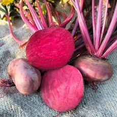 Beta vulgaris, samenfeste Rote Bete 'Ägyptische Plattrunde'. Präsentiert sind zwei ganze Knollen mit Blättern sowie eine aufgeschnittene Knolle, die die flache, rundliche Form und das dunkelrote, gleichmäßig gefärbte Innengewebe zeigt. Die sichtbaren roten Blattstiele und die kräftigen, grünen Blätter zeigen den typischen Aufbau dieser historischen Rote‑Bete‑Gemüsepflanze. Fotografiert für Benjis Seeds.