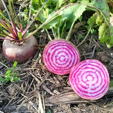 Beta vulgaris, samenfeste Rote Bete 'Tondo di Chioggia'. Zu sehen ist eine aufgeschnittene Knolle auf dem Beet neben einer wachsenden Pflanze. Die flache, rundliche Form und das charakteristische rot‑weiße geringelte Innenfleisch der Knolle sind deutlich sichtbar. Die daneben wachsende Pflanze zeigt grüne Blätter und kräftige rötliche Blattstiele, wie sie für diese historische Rote‑Bete‑Gemüsepflanze typisch sind. Fotografiert für Benjis Seeds.
