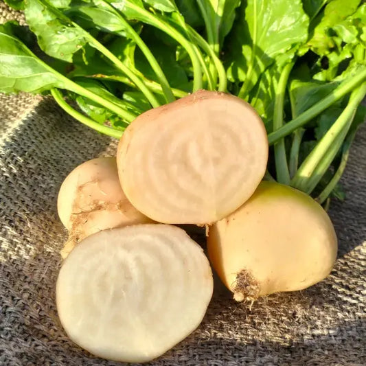 Beta vulgaris, samenfeste Weiße Bete 'Albina Vereduna'. Präsentiert sind zwei ganze, gelblich‑weiße Knollen mit leicht hellgrünen Schultern und Blättern. Daneben liegt eine aufgeschnittene Knolle, die das hellweiße, gleichmäßig gefärbte Innenfleisch zeigt. Die rundliche Form, die sichtbaren Blattstiele und die grünen Blätter entsprechen dem typischen Erscheinungsbild dieser historischen Weiße‑Bete‑Gemüsepflanze. Fotografiert für Benjis Seeds.