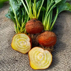 Gelbe Bete 'Burpee’s Golden' - Beta vulgaris
