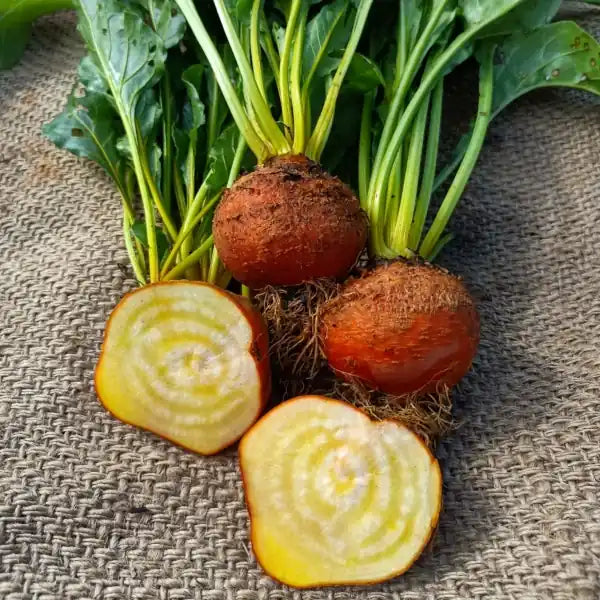 Gelbe Bete 'Burpee’s Golden' - Beta vulgaris