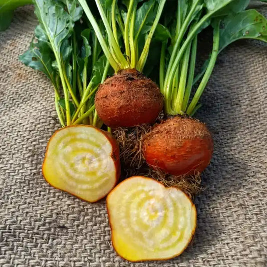 Gelbe Bete 'Burpee’s Golden' - Beta vulgaris