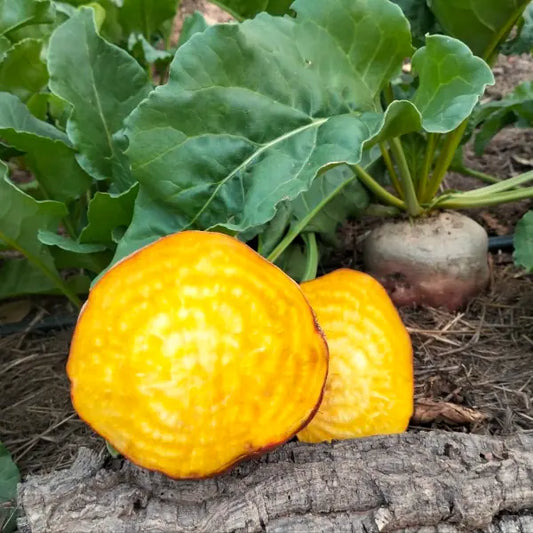 Gelbe Bete 'Burpee’s Golden' - Beta vulgaris