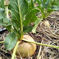 Gelbe Bete 'Burpee’s Golden' - Beta vulgaris