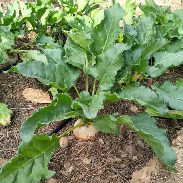 Gelbe Bete 'Burpee’s Golden' - Beta vulgaris
