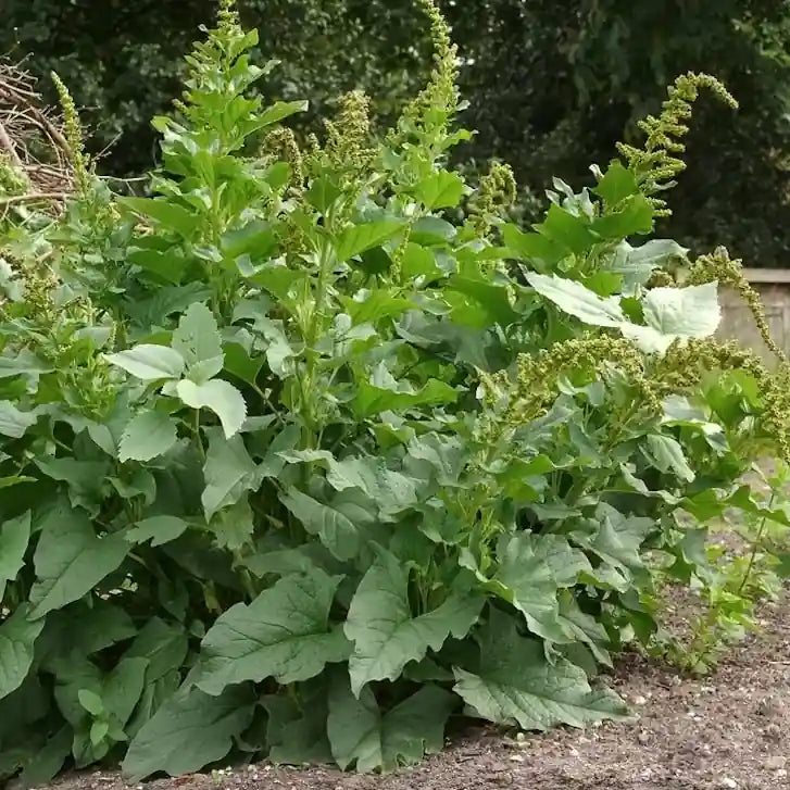 Blitum bonus‑henricus, samenfester Gewöhnlicher Guter Heinrich. Gezeigt werden mehrere Pflanzen auf einem Beet mit kompakten, ausdauernden Horsten und großen, breiten, leicht gewellten dunkelgrünen, spitzzulaufenden Blättern. Darüber stehen auf den kräftigen, aufrechten Stängeln die langen, unscheinbaren grünlichen Rispenblütenständen, typisch für diese traditionelle essbare Wildpflanze und historische Gemüsepflanze. Fotografiert für Benjis Seeds.