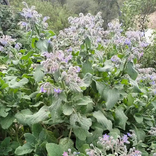 Borago officinalis, samenfester einjähriger Borretsch. Gezeigt wird eine kräftige Pflanze mit dicken, borstig behaarten Stängeln und großen, rauen, ovalen grünen Blättern. Auffällig sind die zahlreichen hellblauen, sternförmigen Blüten dieser traditionellen Heil‑ und Gewürzpflanze mit gurkenähnlichem Geschmack und ihrem bienenfreundlichen Wuchs. Fotografiert für Benjis Seeds.