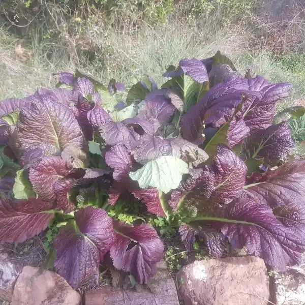 Brassica juncea ‘Red Giant’ – open‑pollinated Asian mustard with large, broad leaves in deep red‑purple tones, showing a slightly blistered texture and vigorous, semi‑upright growth, photographed for Benjis Seeds.