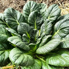 Brassica rapa subsp. narinosa ‘Tatsoi’ – open‑pollinated Asian green shown in a close view of the rosette, with smooth, spoon‑shaped deep‑green leaves arranged tightly and symmetrically on short, pale stems. The image highlights the glossy leaf surface, fine venation and the typical flat, compact structure of the plant, photographed for Benjis Seeds.