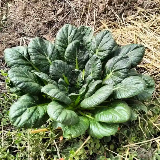 Brassica rapa subsp. narinosa ‘Tatsoi’ – open‑pollinated Asian green shown as a low, compact rosette with smooth, spoon‑shaped deep‑green leaves on short, pale stems. The image highlights the glossy leaf texture, rich colouring and the typical flat, symmetrical growth habit, photographed for Benjis Seeds.