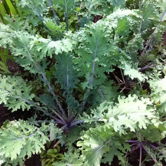 Brassica oleracea var. sabellica 'Red Russian', samenfester Grünkohl. Im Bild steht eine kräftige Pflanze im Mittelpunkt eines Beetes, umgeben von weiteren Exemplaren dieser Sorte. Zu erkennen sind die typisch tief gelappten, weich strukturierten Blätter in graugrünem Ton mit rötlich‑violetten Adern und Stielen, die den charakteristischen zarten Wuchs dieser historischen Blattgemüsesorte zeigen. Fotografiert für Benjis Seeds.