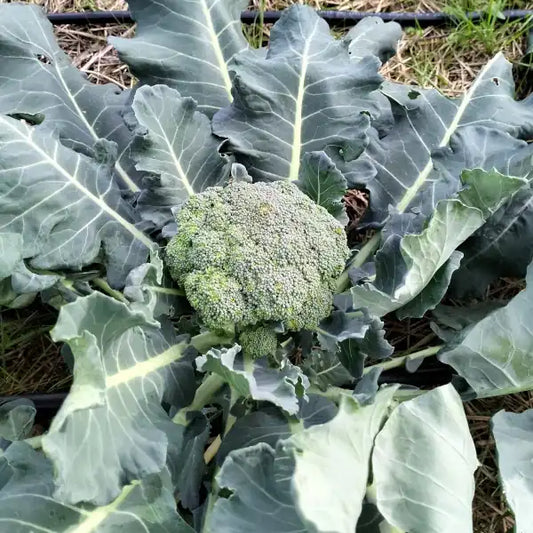 Brassica oleracea var. italica ‘Calabrese Natalino’ – open‑pollinated broccoli shown as a full plant with a compact, dark‑green central head of tightly packed florets, surrounded by broad, matte blue‑green leaves. The upright growth habit and well‑formed dome highlight the classic calabrese type, photographed for Benjis Seeds.
