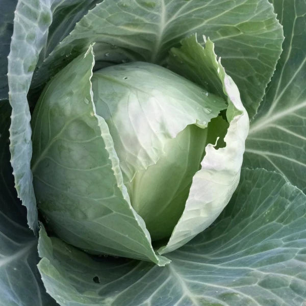 Brassica oleracea convar. capitata, samenfester Weißkohl 'Wädenswiler'. In Nahaufnahme seitlich von oben ist ein kompakter Kopf mit dicht anliegenden, hellgrünen bis leicht weißlichen Blättern zu sehen. Die klar erkennbare Blattstruktur und die feste Kopfgestalt zeigen den typischen Wuchs dieser traditionellen Weißkohl‑Gemüsepflanze. Fotografiert für Benjis Seeds.