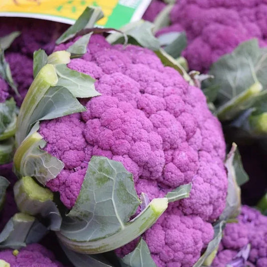 Brassica oleracea var. botrytis ‘Di Sicilia Violetto’ – open‑pollinated cauliflower shown as a plant with its distinctive violet‑purple head composed of tightly packed curds. The dome sits cradled by broad, blue‑green wrapper leaves that partially fold around the surface, highlighting the rich colour and dense structure typical of this Sicilian variety, photographed for Benjis Seeds.