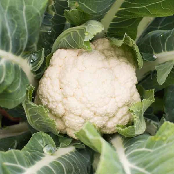Brassica oleracea var. botrytis ‘Neckarperle’ – open‑pollinated cauliflower shown as a dense, rounded white curd held within upright, pale‑green wrapper leaves. The image highlights the fine, tightly packed surface texture, clean colouring and the typical compact, uniform growth habit, photographed for Benjis Seeds.