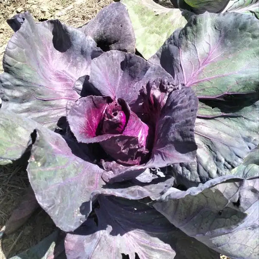 Red Pointed Cabbage ‘Kalibos’ shown as a full, mature plant with tightly folded red‑purple leaves forming a pointed head, standing upright in the bed, photographed for Benjis Seeds.
