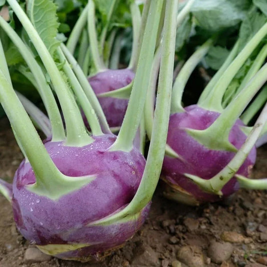 Brassica oleracea var. gongylodes, samenfester Kohlrabi 'Dyna'. Präsentiert sind drei violette Knollen mit hellgrünen Blattstielen und grünen Blättern. Die rundliche Form, die glatte Oberfläche und die kräftigen Farbakzente zeigen das typische Erscheinungsbild dieser traditionellen Kohlrabi‑Gemüsepflanze. Fotografiert für Benjis Seeds.